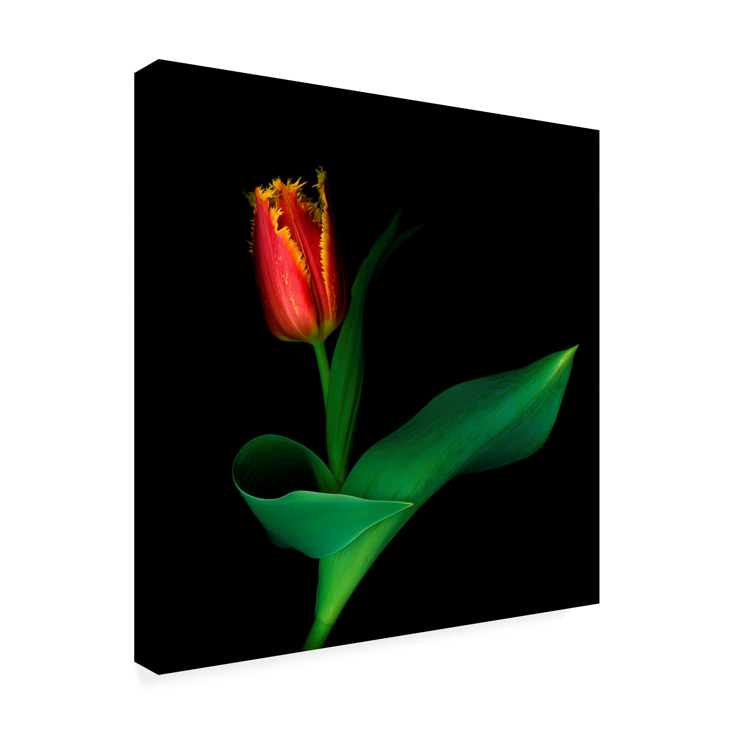 Trademark Fine Art 'Wanna Dance' Canvas Wall Art by Inigo Cia - Modern Abstract Painting for Living Room, Bedroom & Office Decor