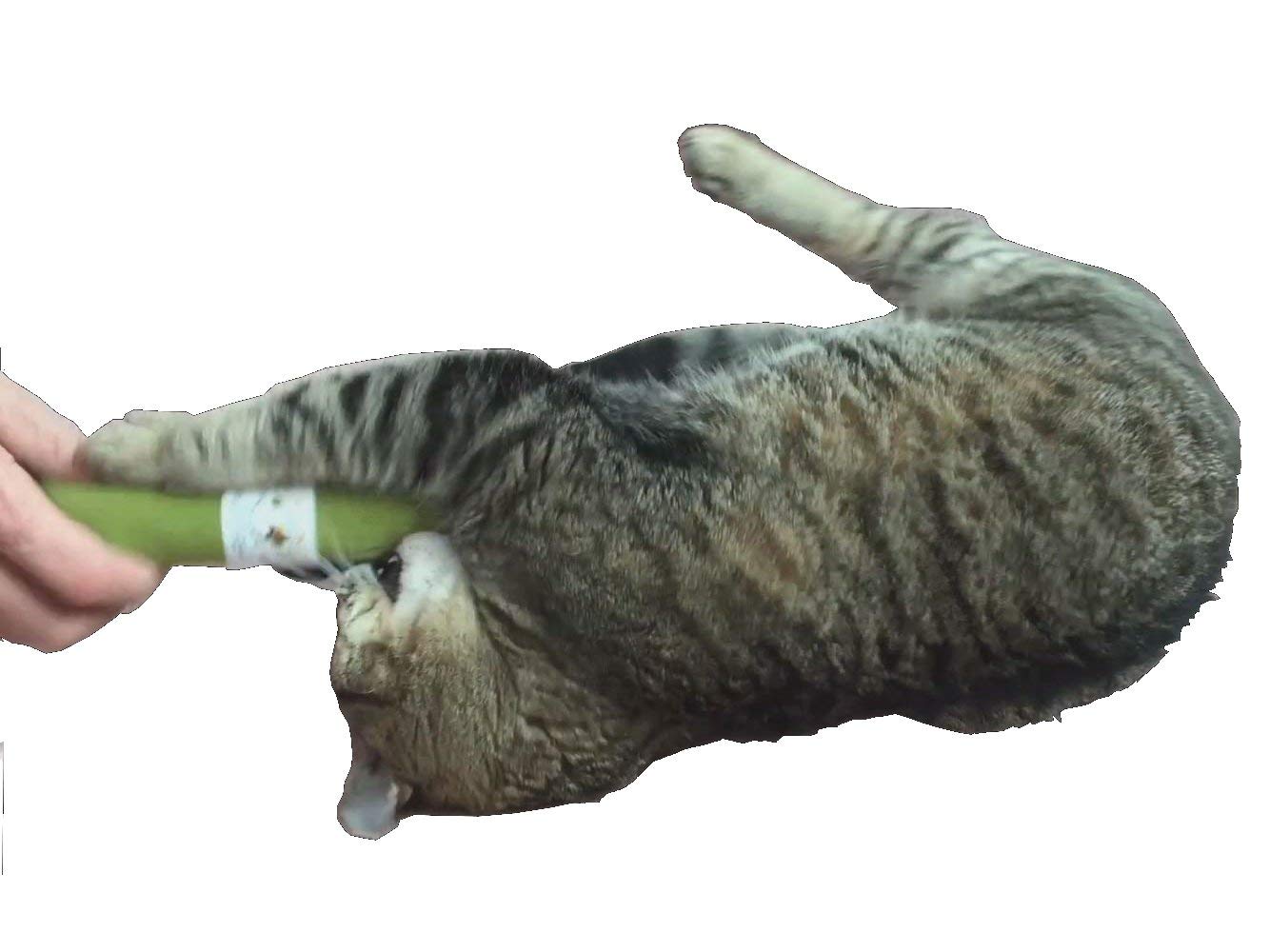 Premium Catnip Stick with Powder - Vacuum Sealed for Playtime