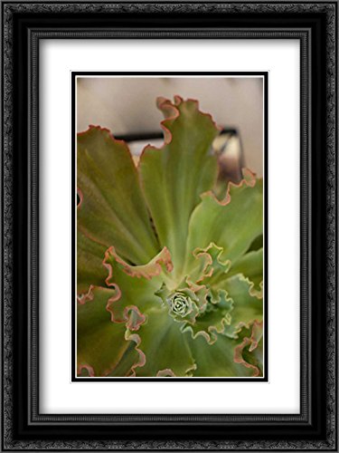 Karyn Millet Succulent Garden II - 15x18 Black Ornate Framed Double Matted Museum Art Print - Perfect for Home Decor, Office Wall Art & Gift Ideas