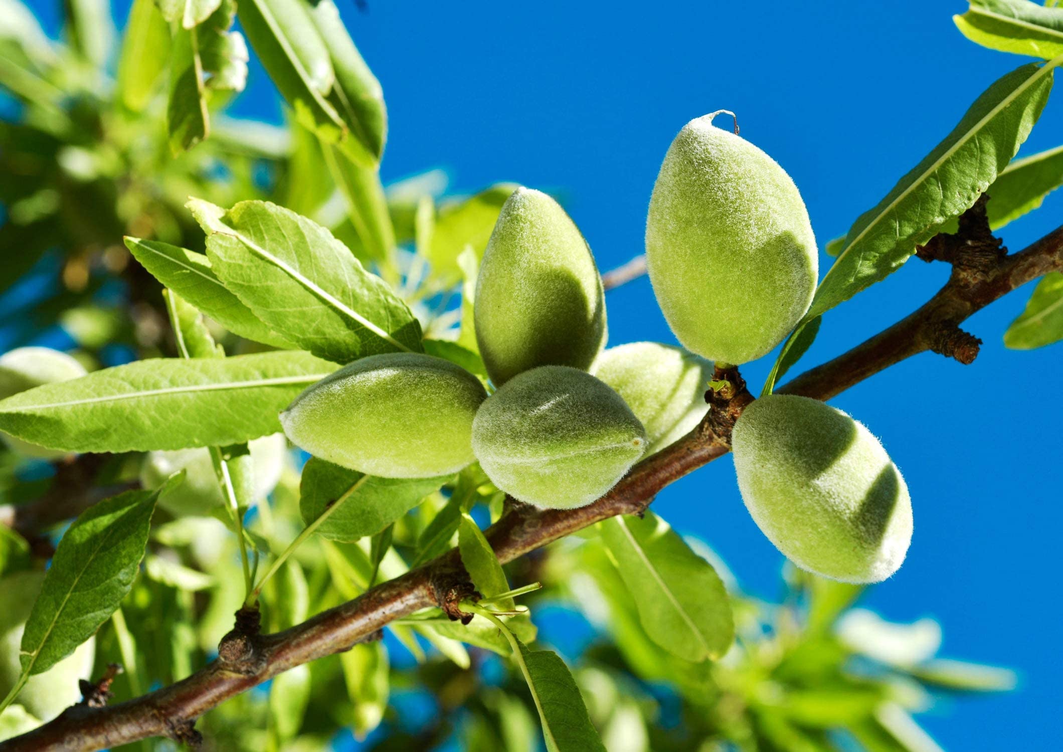 Organic Blanched Slivered Almonds 12oz - Non-GMO, Raw, Vegan, Keto, Paleo, Kosher | High Protein & Fiber | Perfect for Cooking, Baking, Salads, Smoothies & Healthy Snacks
