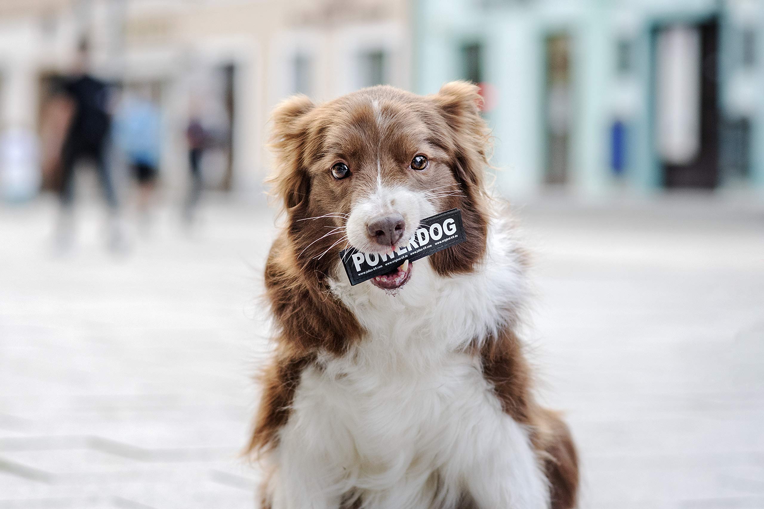 1 Pair Small Black Interchangeable Therapy Dog Patches - Perfect for Vests, Jackets & Backpacks