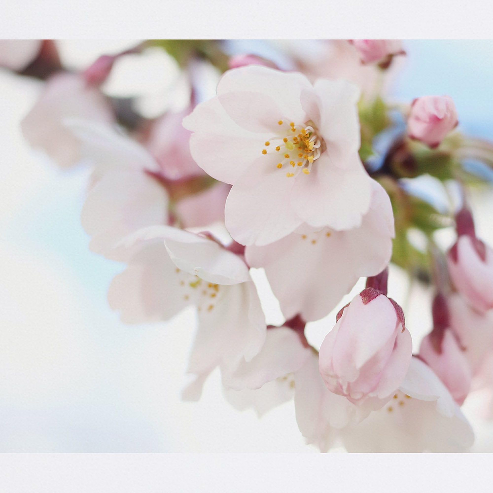 Pretty Cherry Blossoms Non-Slip Rubber Mouse Pad - Gaming & Office Computer Mousepad for PC, Laptop, Desk - Floral Design for Home & Workstation Decor