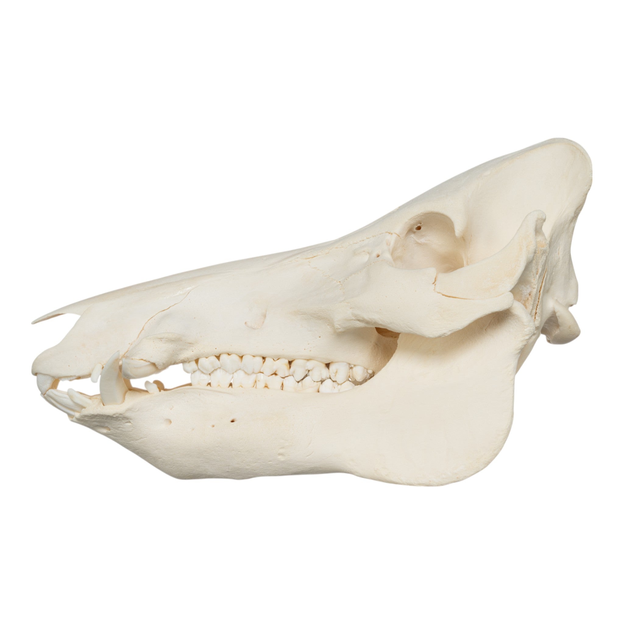 Real Wild Boar Skull - Authentic Taxidermy Specimen for Home Decor, Hunting Trophy & Gothic Display - Perfect for Cabin, Man Cave & Halloween Decorations