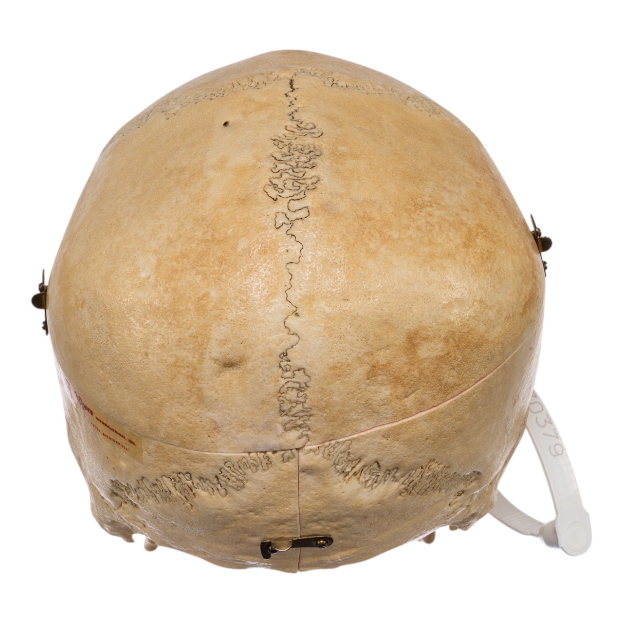 Authentic Real Human Skull for Medical Study & Anatomy Education - Perfect for Classroom Dissection & Scientific Research
