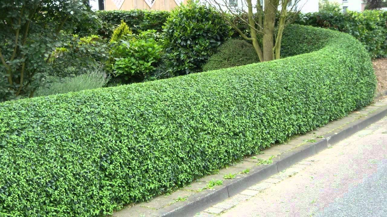 Ligustrum Waxleaf Privet - 30 Live Evergreen Plants for Privacy Hedge, Garden Border & Landscaping | Fast-Growing Shrubs for Year-Round Screening