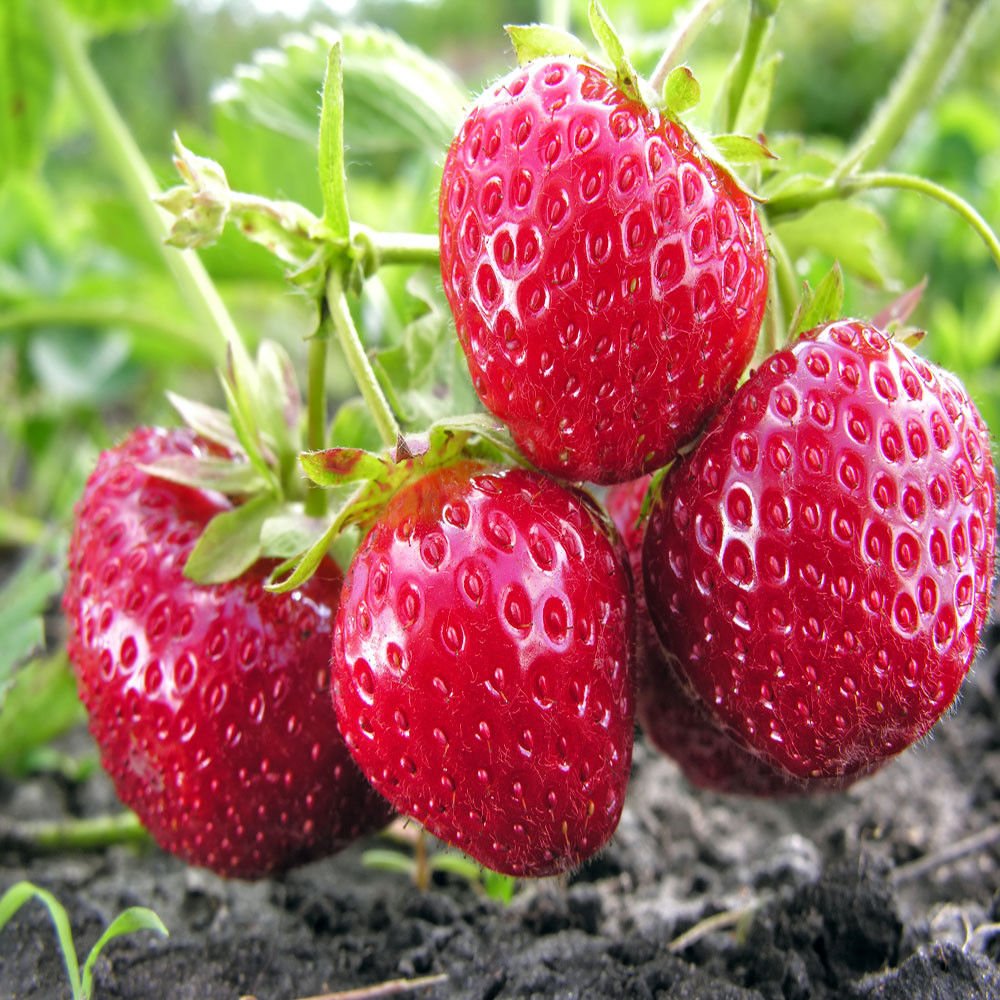 20 Chandler Strawberry Plants - Sweet Juicy Berries for Home Garden, Patio & Containers | Perfect for Fresh Eating, Jams & Desserts