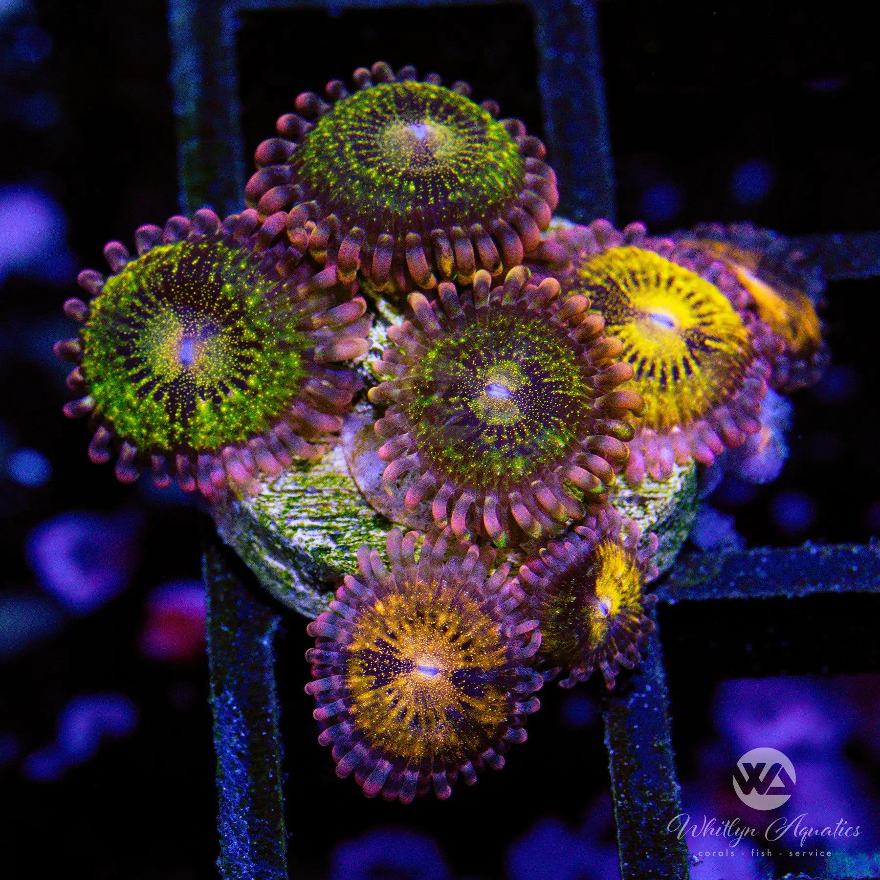C18 Pandora Zoa WYSIWYG Frags - Premium Live Coral for Saltwater Aquariums | Perfect for Reef Tanks & Coral Propagation