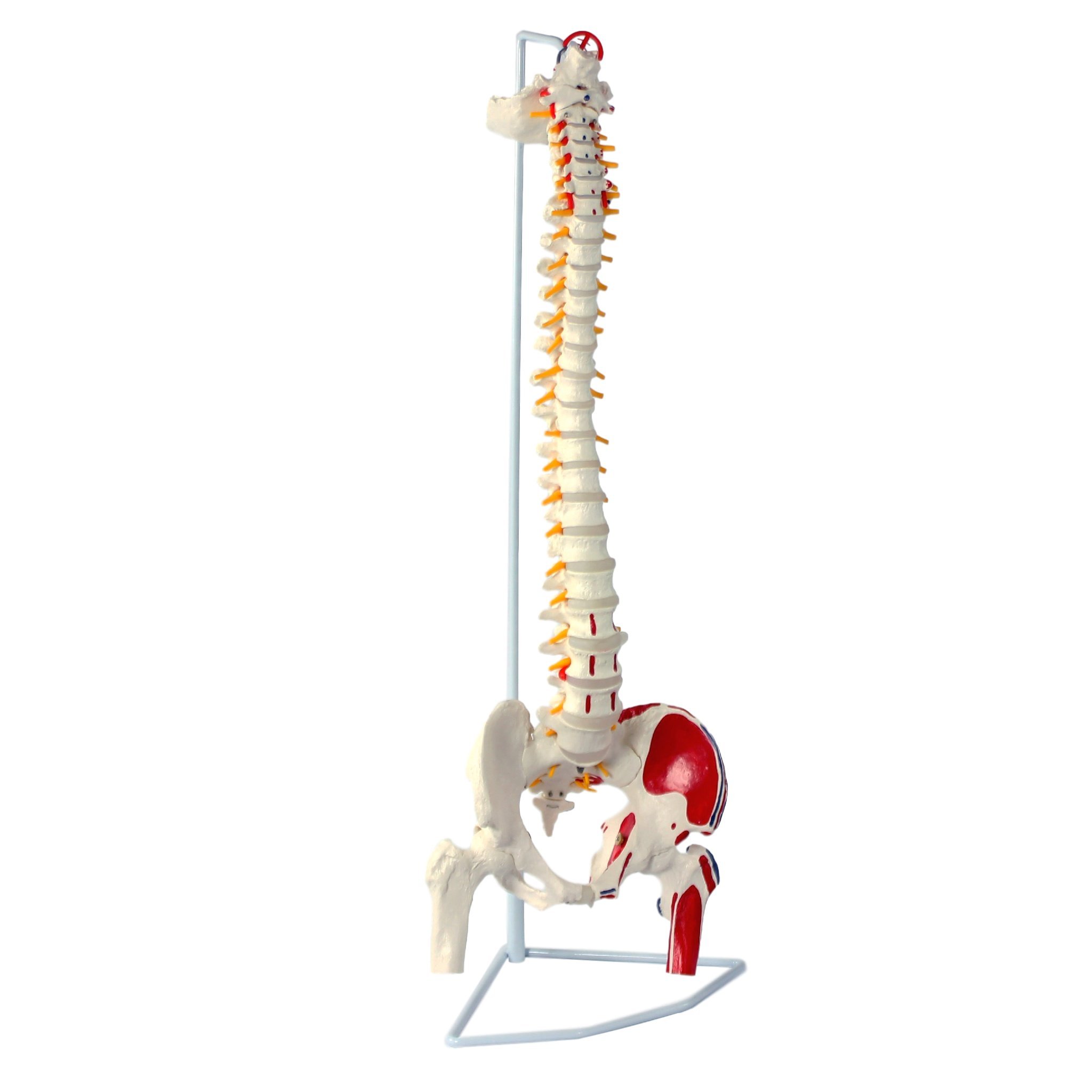 Cranstein A-311 Spine Model with Pelvis and Femur - Colorful Anatomical Model for Medical Students & Educators | Perfect for Classroom Demonstrations & Clinical Study