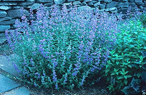 Blue Wonder Catmint Seeds (Nepeta Mussinii) - 100 Compact Heat Tolerant Perennial Flower Seeds for Garden Landscaping & Pollinator Gardens