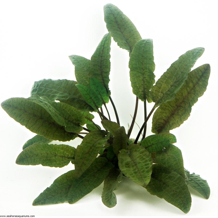 Dennerle Cryptocoryne Wendtii Brown 'Braun' Live Aquarium Plant in Pot - Perfect for Freshwater Fish Tanks & Aquascaping