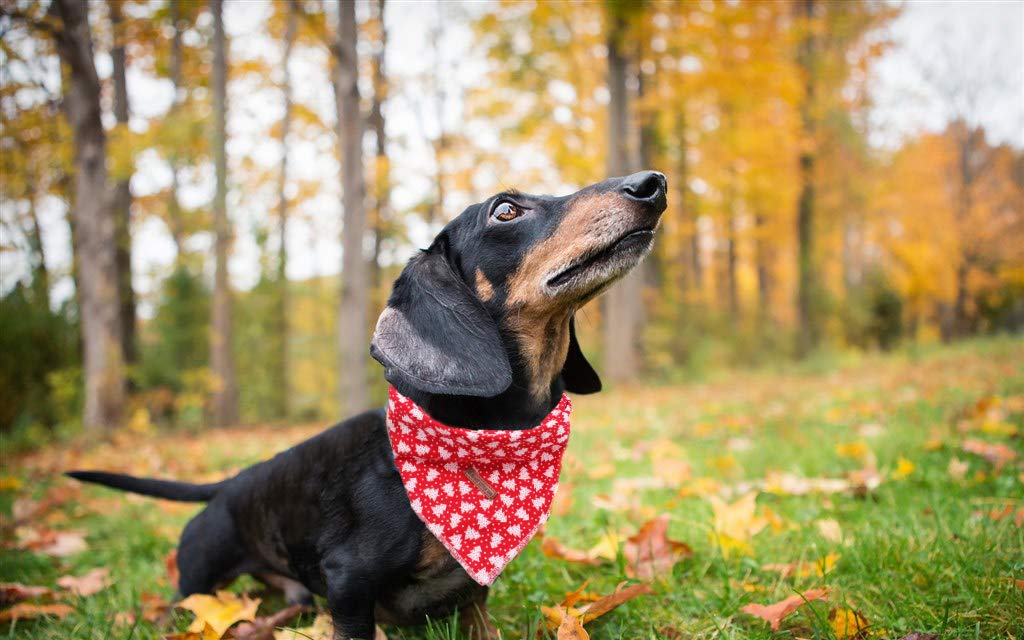 Stylish Adjustable Dog Bandana for Small Medium Large Dogs - Soft Comfortable Pet Bib Scarf for Boys & Girls - Perfect for Daily Walks, Playtime & Photo Shoots