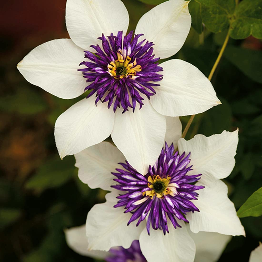 Clematis Vine Henryi Tubers - Perennial Flowering Plant for Year-Round Planting | 2 Bulbs | Grows Well in Pots & Gardens | Perfect for Home Decor, Wedding Gifts & Landscaping