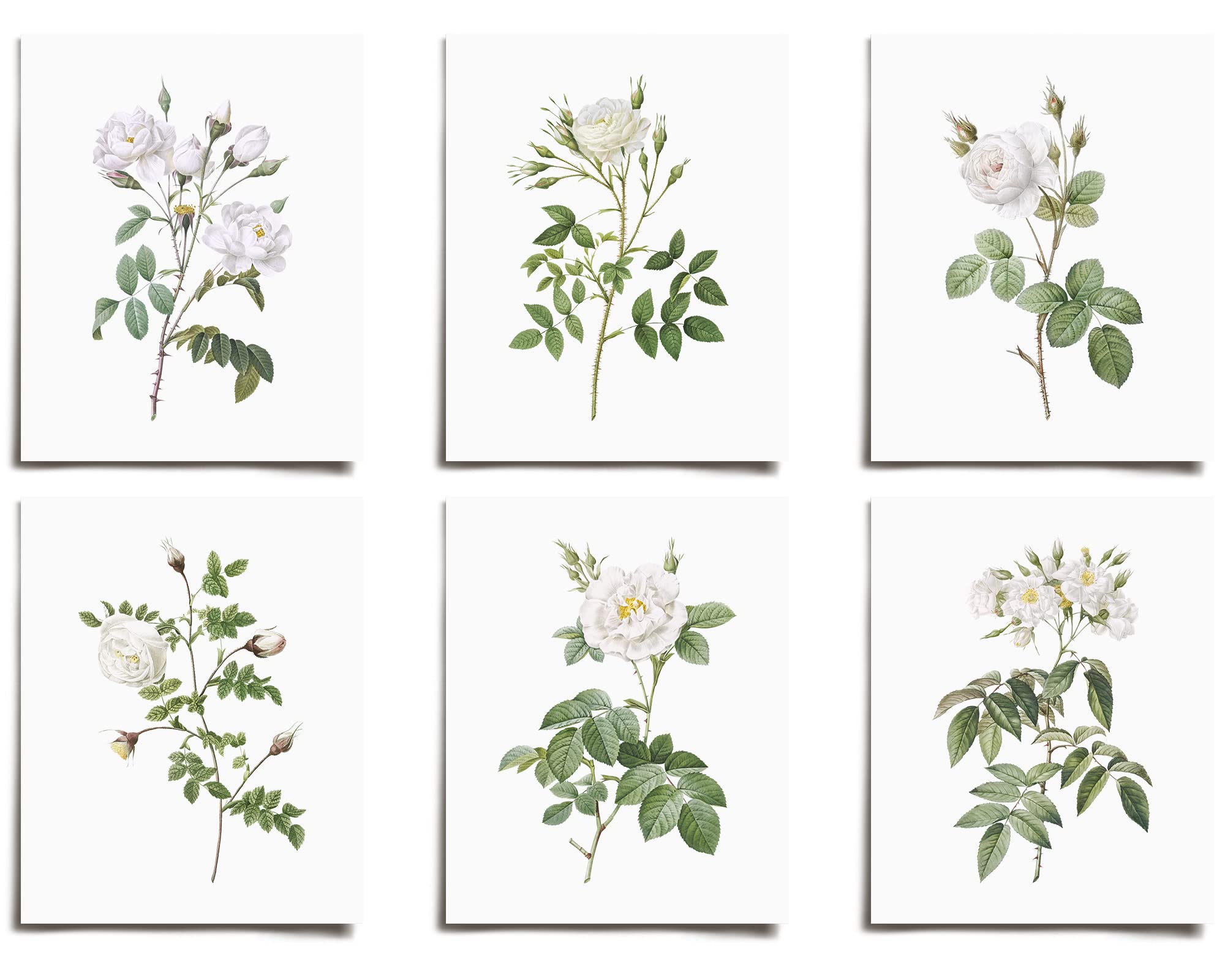 Vintage White Rose Floral Prints Set of 6 | Modern Wall Art Victorian Style Unframed Posters | Boho Abstract Aesthetic Decor for Living Room, Bedroom, Bathroom, Office & Kitchen | Large Wall Decor Perfect for Boys, Girls, Teens, Kids & Nursery | AC-1003-8x8 | Ideal for Home Decor, Gift Giving & Interior Design Projects