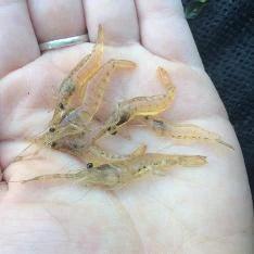 Premium Freshwater Shrimp - Long Arm 3-5cm for Aquariums, Fish Tanks & Aquatic Ecosystems