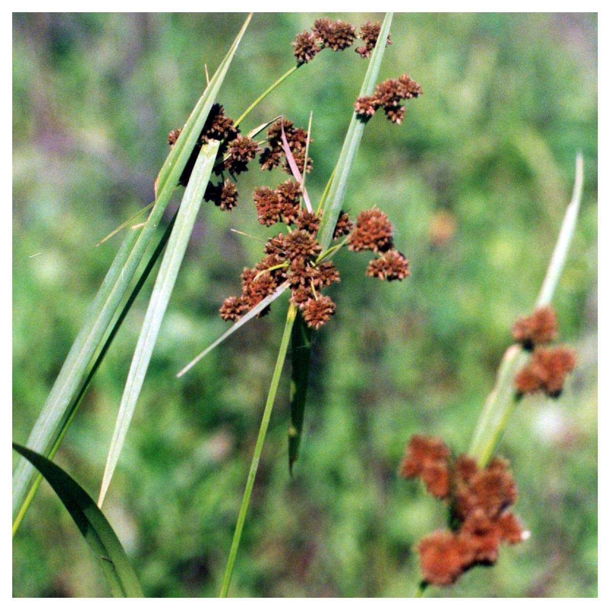 Everwilde Farms - 1/4 Lb Dark-Green Bulrush Native Grass Seeds - Gold Vault Packaging - Ideal for Wetland Restoration, Erosion Control & Natural Landscaping