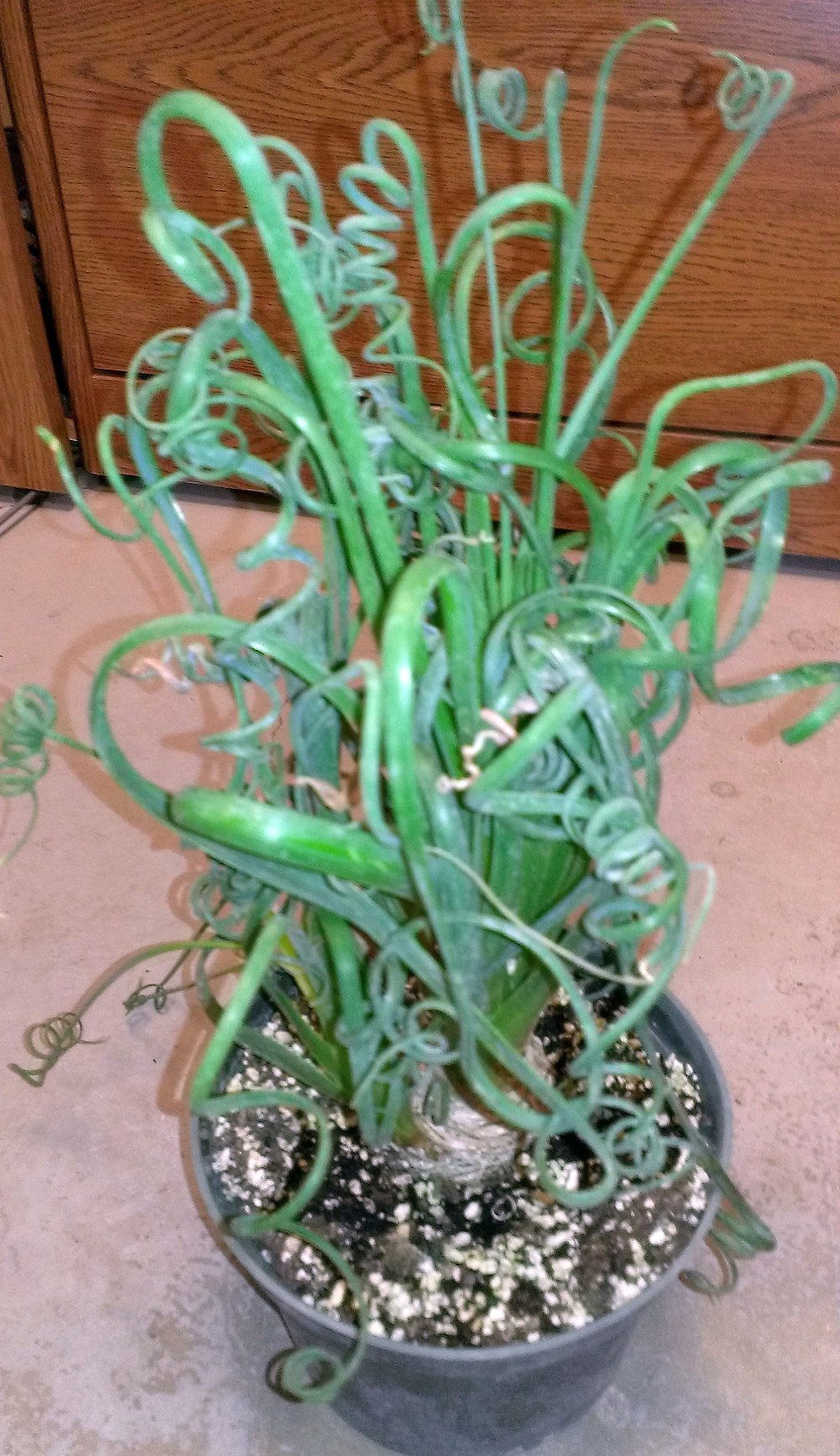 Albuca Spiralis (Frizzle Sizzle Plant) - 2 Live Bulbs - Rare Succulent Houseplant for Indoor Decor, Office Desk, or Gift Idea