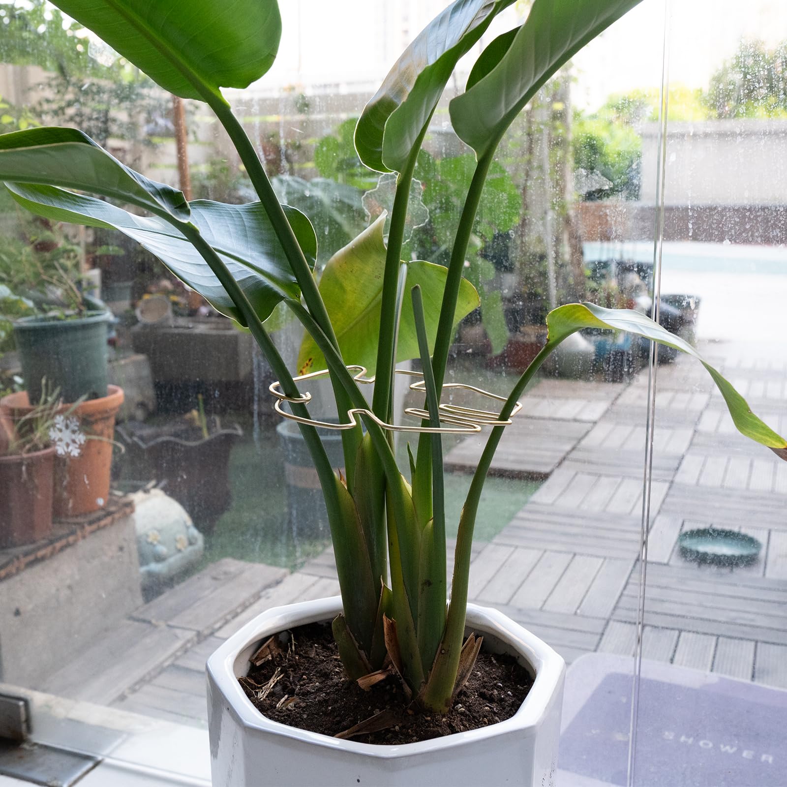 Monstera Plant Support Stakes - 5-Piece Durable Indoor Plant Support System for Monstera Deliciosa & Philodendron - Premium Leaf Clamps for Healthy Growth - Perfect for Home Gardening & Office Plants