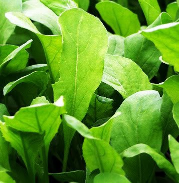 2000 Arugula Eruca Vesicaria Sativa Seeds - Fast Growing Salad Greens for Home Garden, Microgreens & Container Planting | Perfect for Fresh Salads, Sandwiches & Gourmet Dishes