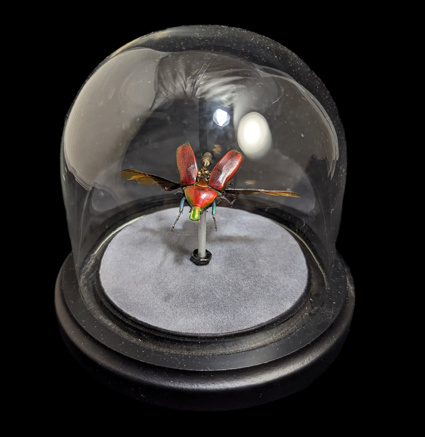 Clockwork Cetoniidae: Red Torynorrhina Flammea Beetle Model - Realistic Mechanical Insect Decor for Home Office & Science Classroom Display