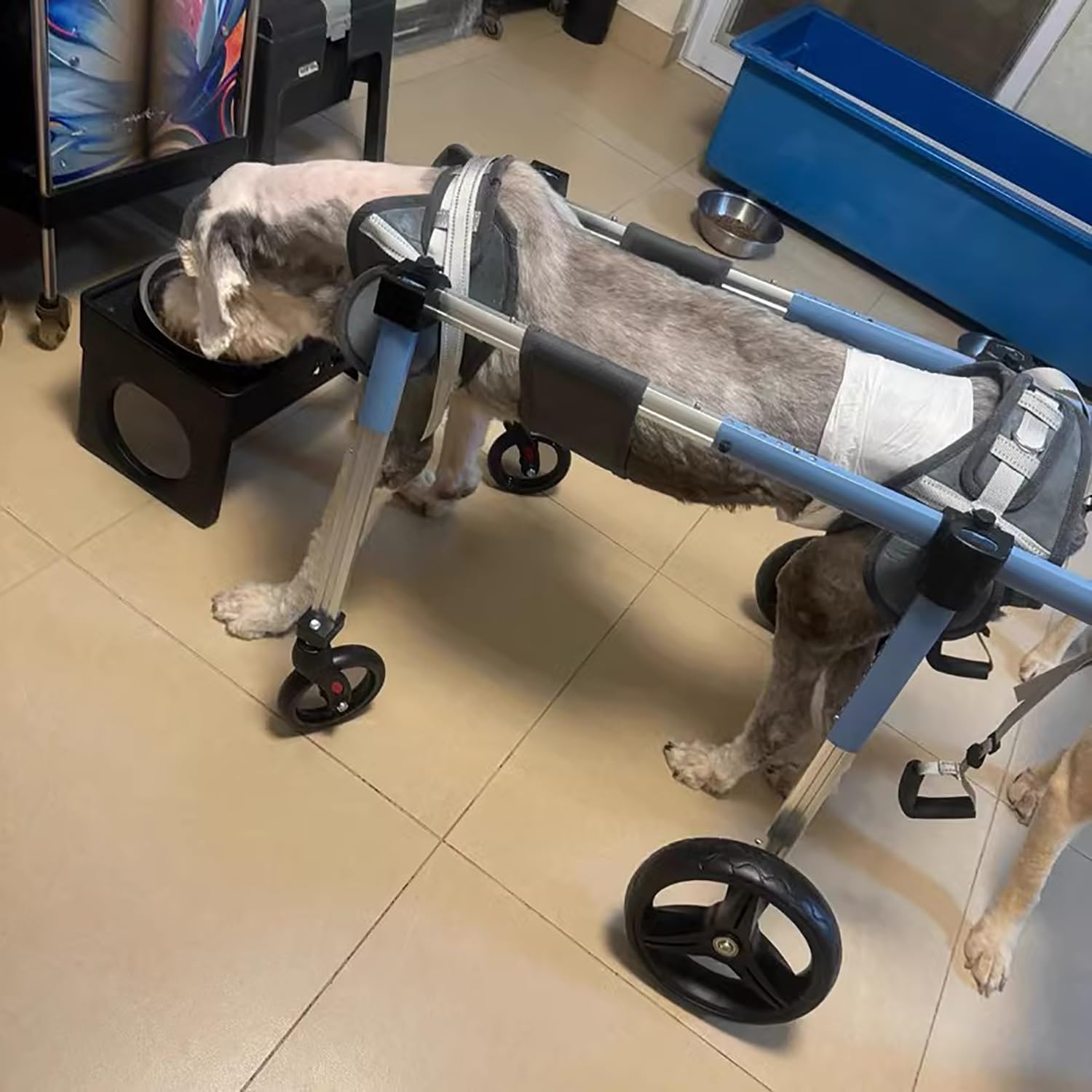 4-Wheel Dog Wheelchair for Disabled Pets - Adjustable Mobility Aid for Small, Medium & Large Dogs, Cats & Rabbits | Dachshund Recovery Cart | Blue Large Size | Perfect for Post-Surgery, Arthritis & Mobility Support
