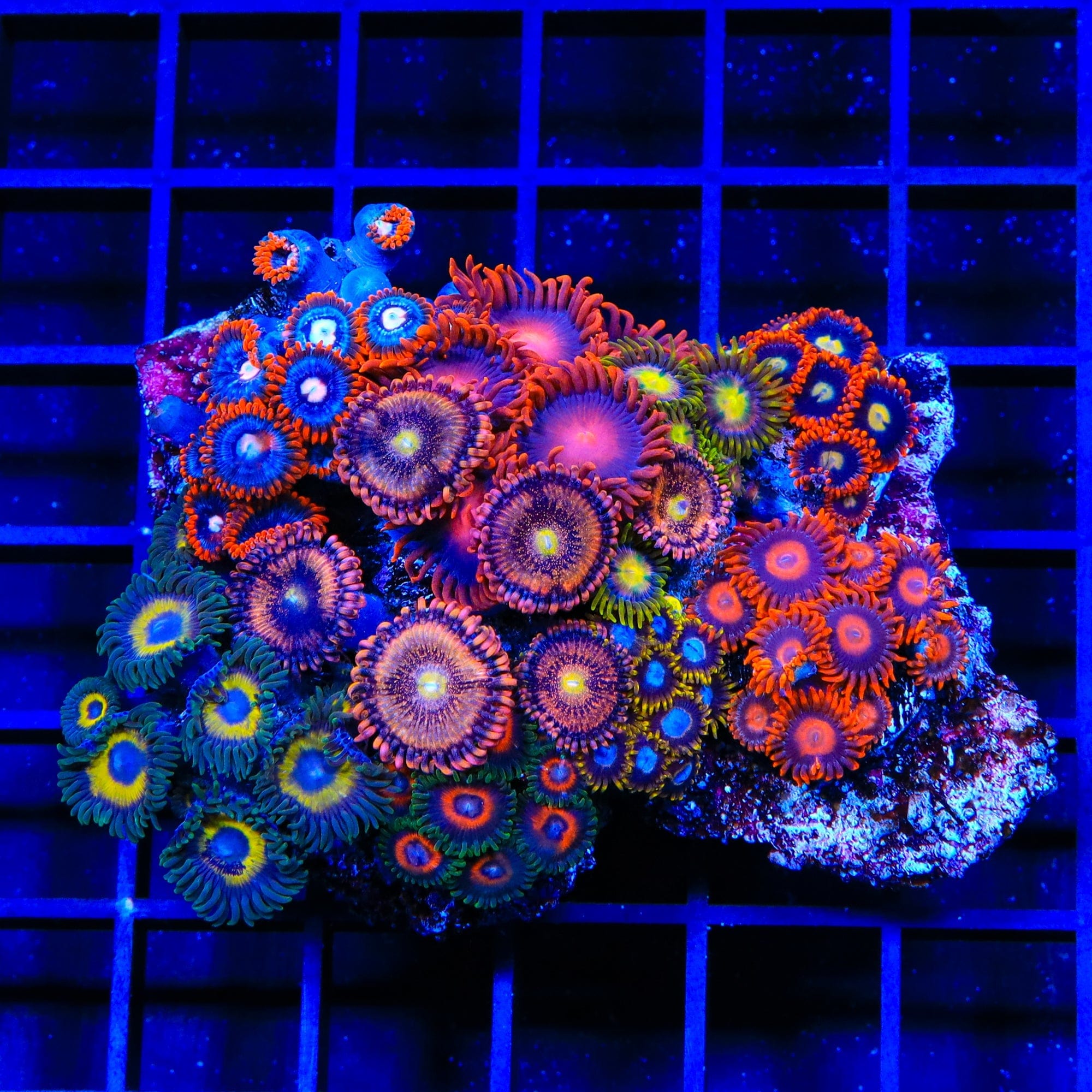 Premium Combo Zoanthids Colony Coral for Saltwater Aquariums - Vibrant Live Coral for Reef Tanks & Marine Displays