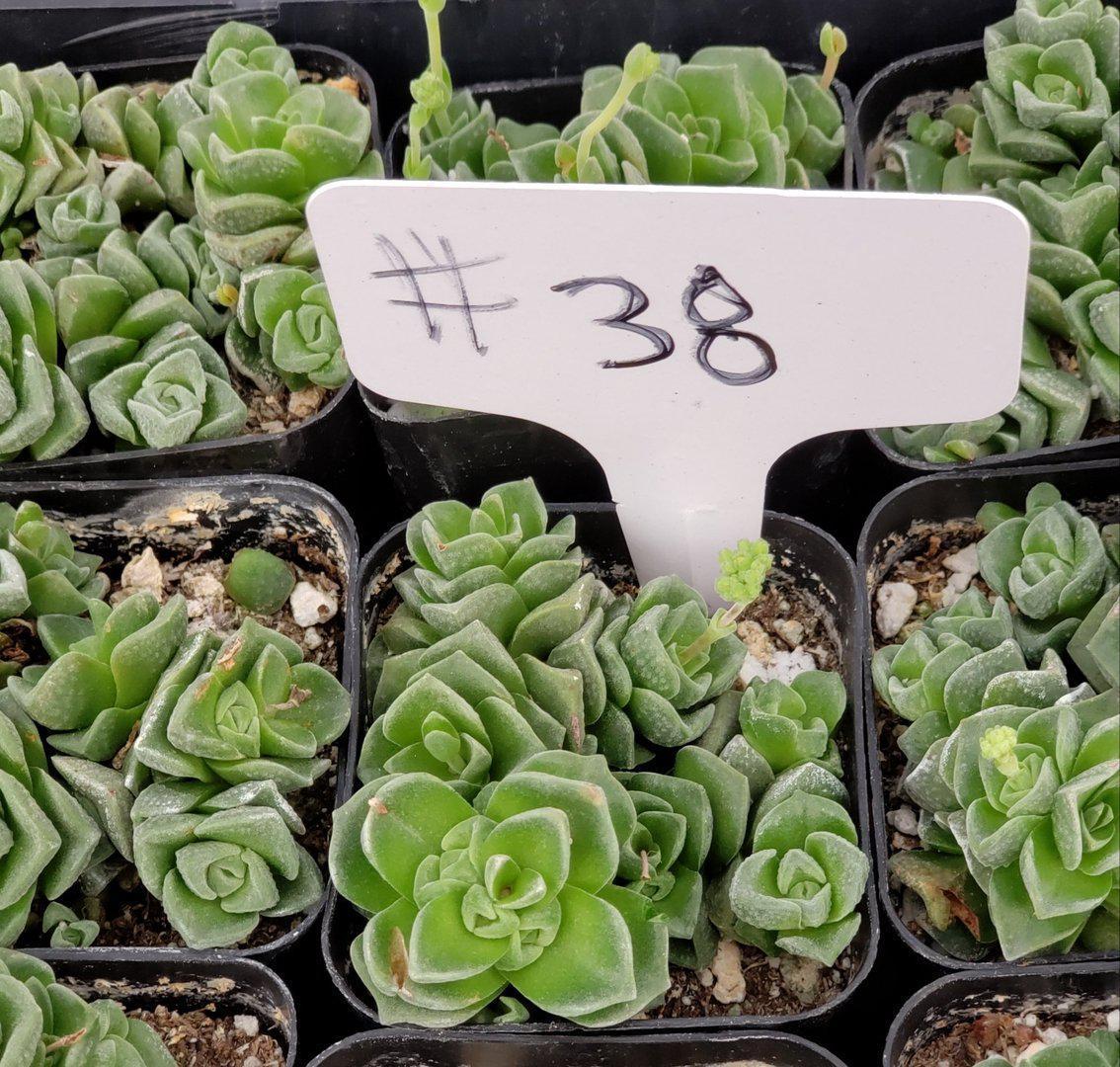 Crassula Dorothy Succulent Plant - Live Indoor Succulent for Home Decor, Office Desk, and Gift Ideas | Easy Care Houseplant for Beginners