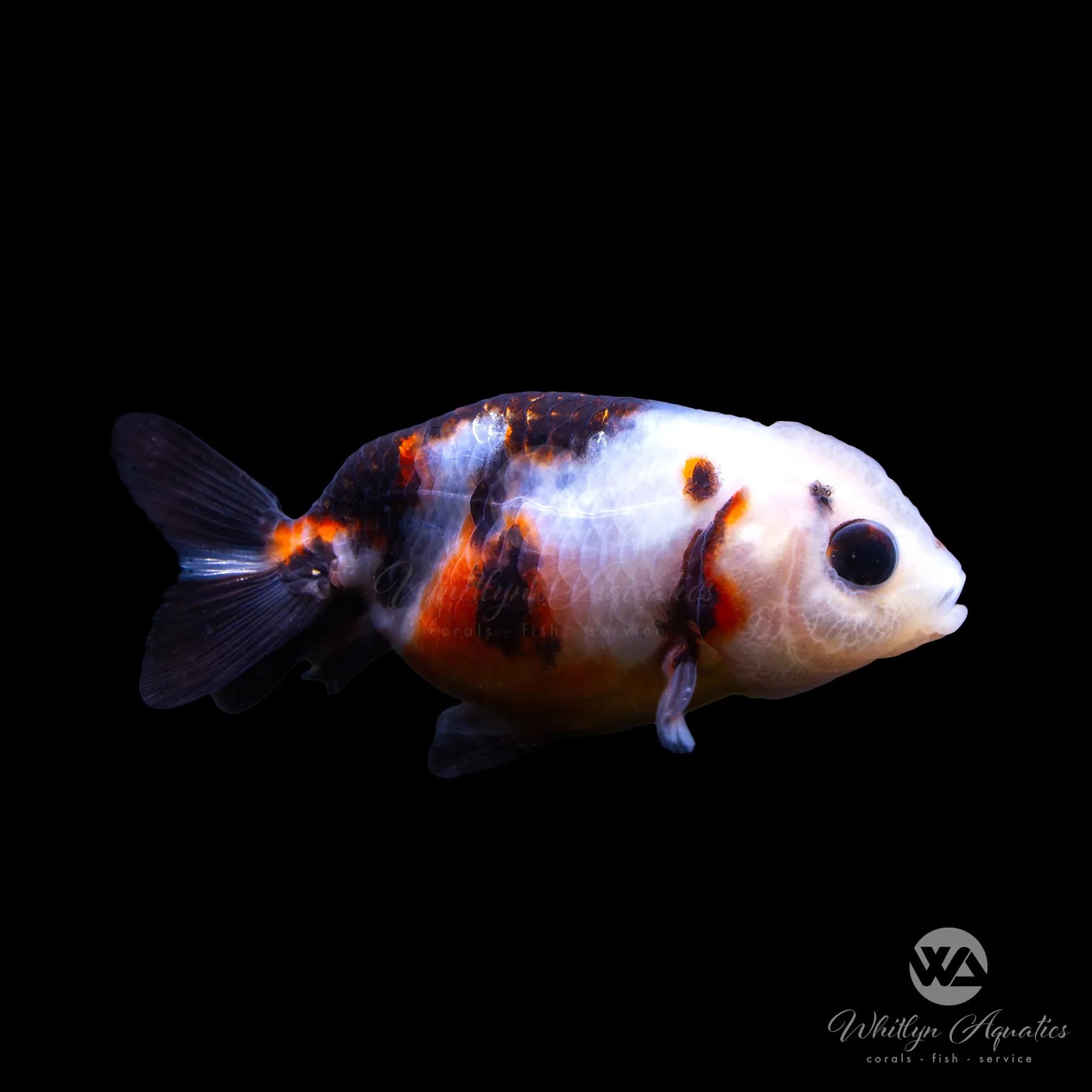 Premium Ranchu Calico Goldfish for Aquariums - Vibrant Colors & Healthy Fish for Home or Office Fish Tanks