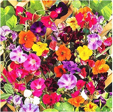 Colorful Climbers Vine Mix