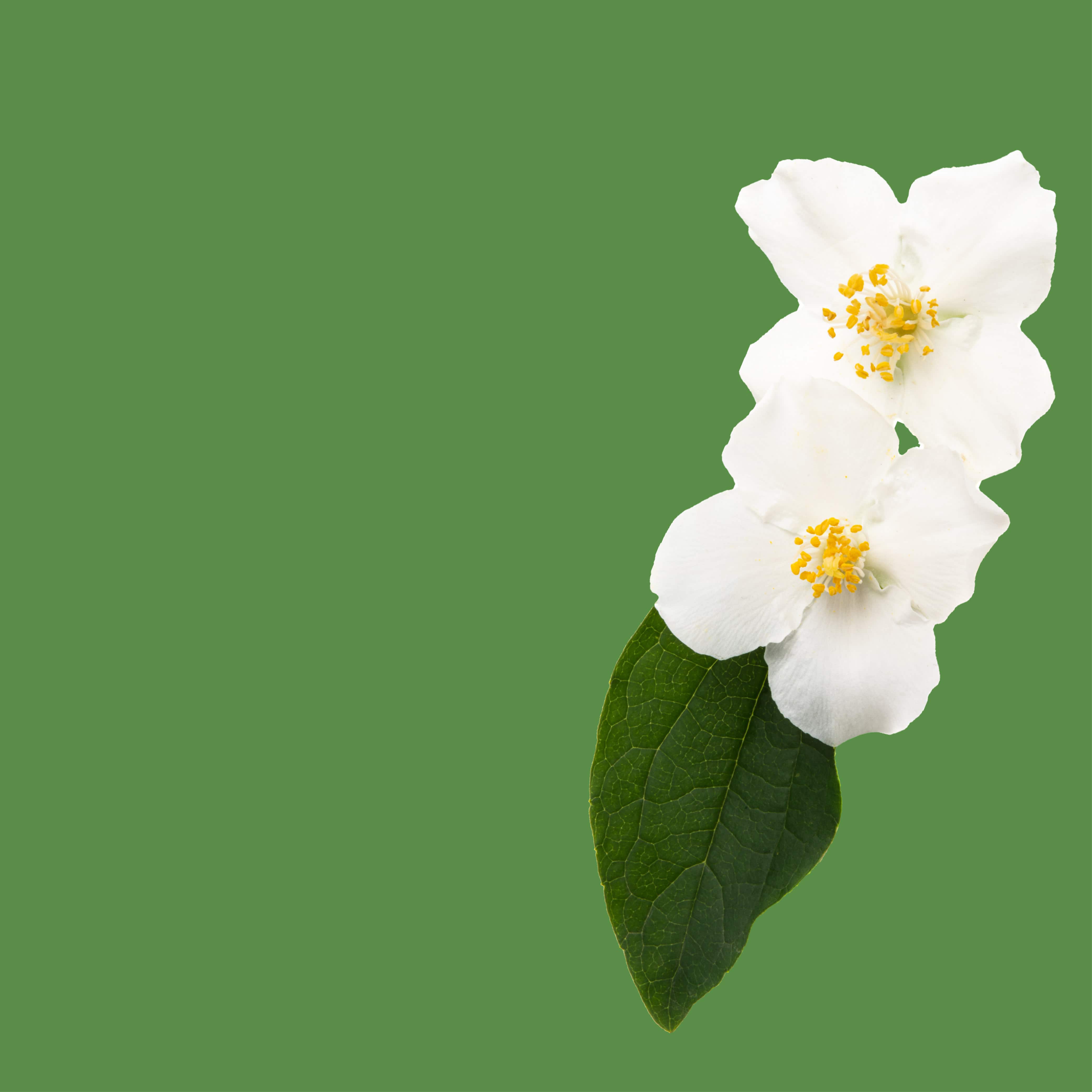 Premium No. 38 Gardenia Fragrance Oil for Aromatherapy Diffusers - Relaxing Home & Office Scent for Stress Relief & Mood Enhancement