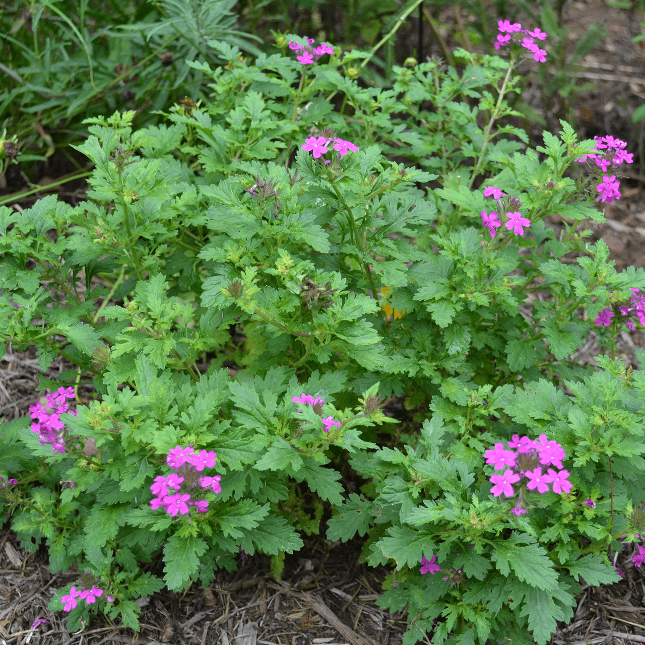 Rose Vervain (Verbena canadensis) - Perennial Flowering Plant for Gardens, Landscaping & Pollinator Gardens | Drought-Tolerant & Butterfly-Attracting
