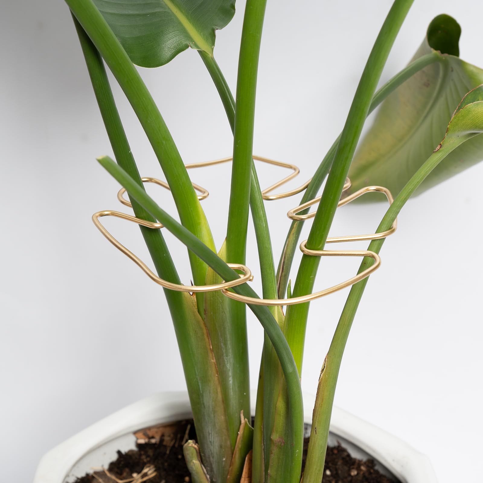 Monstera Plant Support Stakes - 5-Piece Durable Indoor Plant Support System for Monstera Deliciosa & Philodendron - Premium Leaf Clamps for Healthy Growth - Perfect for Home Gardening & Office Plants