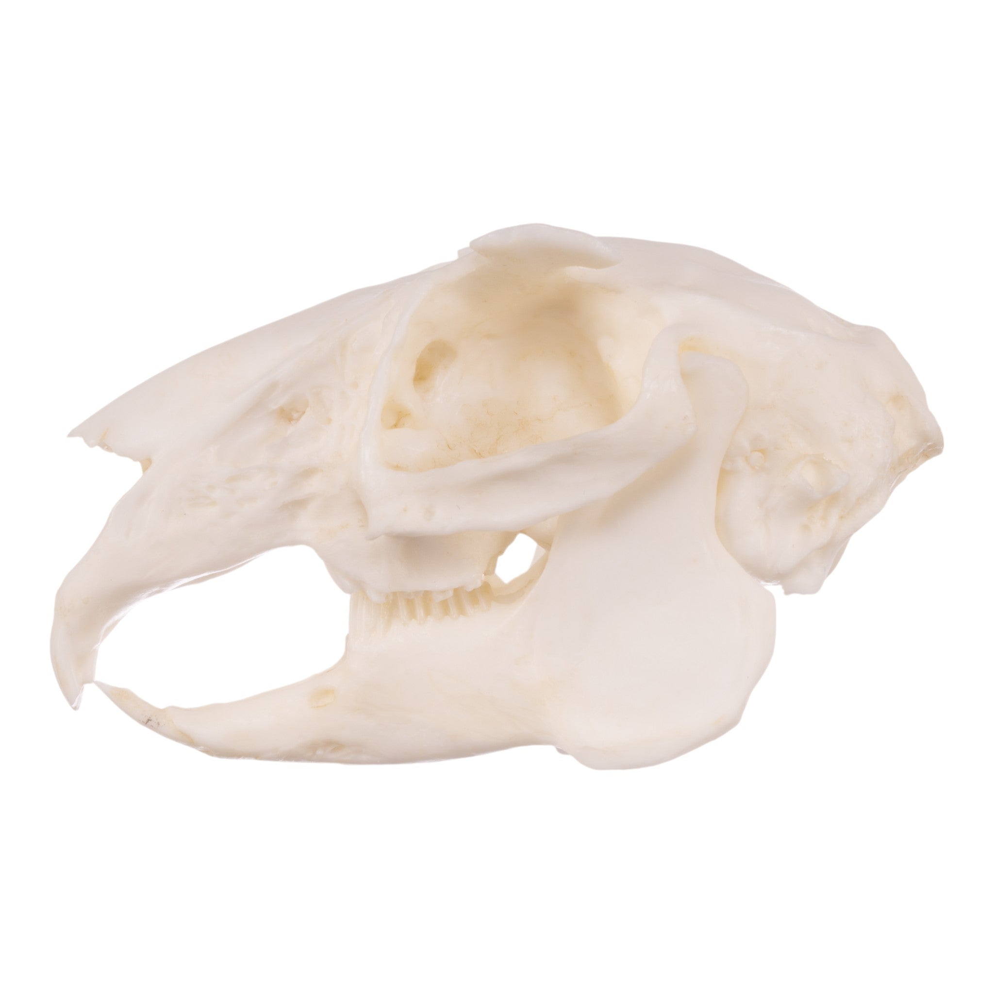 Realistic Rabbit Skull Replica - Perfect for Halloween Decor, Gothic Home Decor, Biology Study, and Taxidermy Display