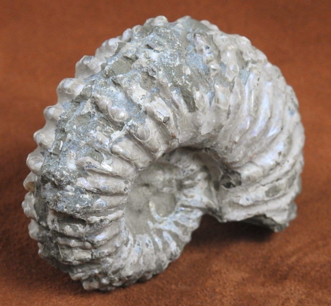 Authentic Ammonite Fossil from Morocco - Natural Stone for Home Decor, Jewelry Making & Collection - Perfect for Gifts, Meditation & Healing Crystals