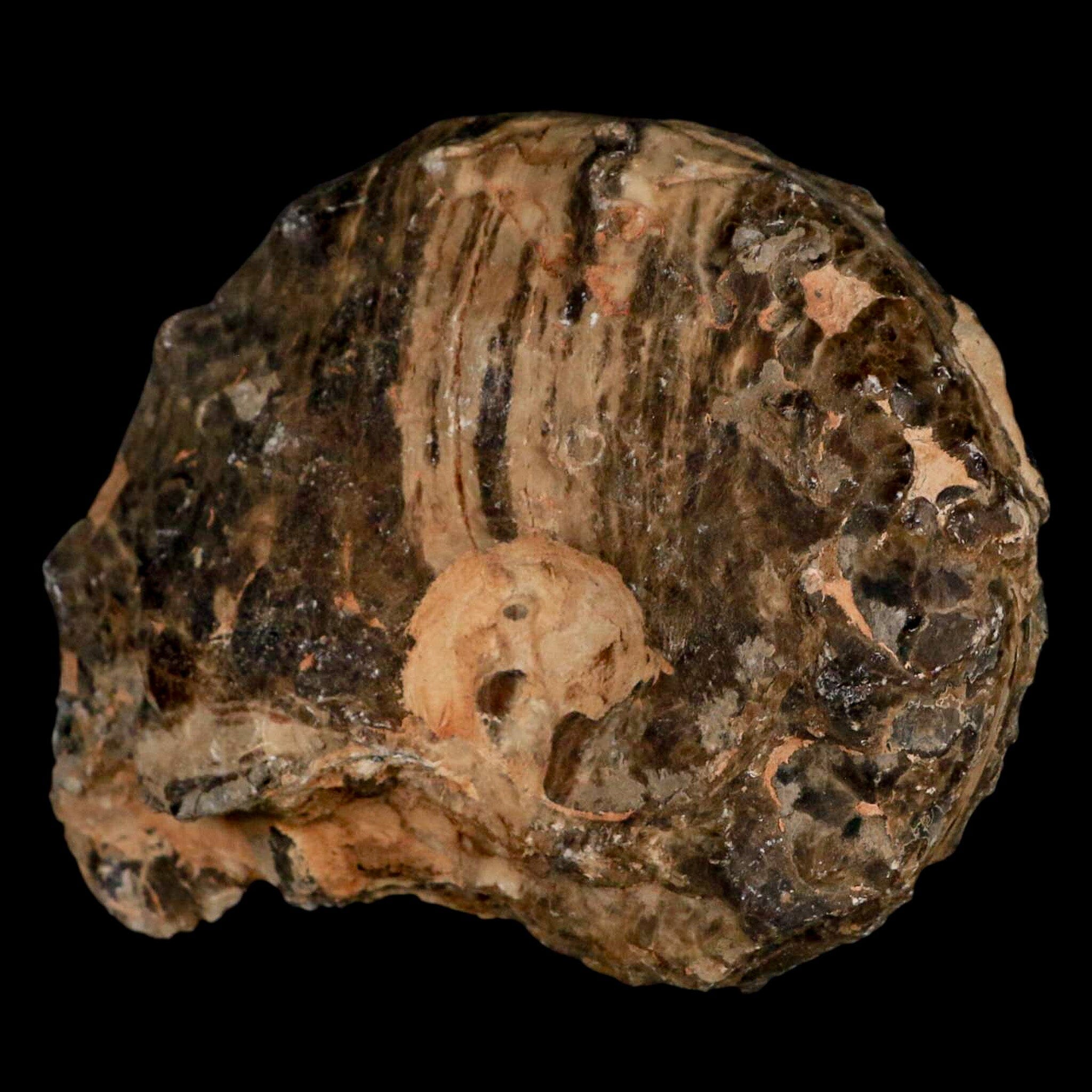 4 Authentic Mammites Nodosoides Ammonite Fossil Shells - Upper Cretaceous Age - Morocco - Perfect for Collectors, Education & Home Decor