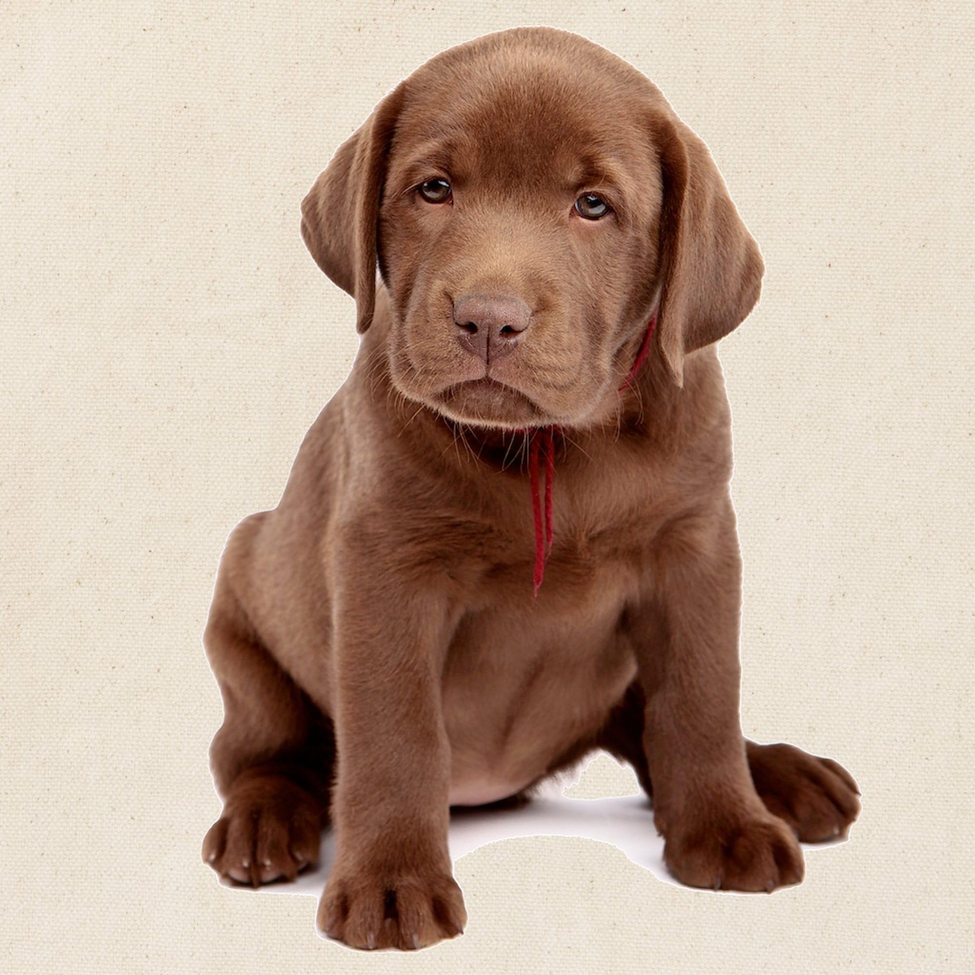Chocolate Labrador Puppy Tote Bag - Natural Canvas Reusable Shopping Bag for Groceries, Beach & Daily Use | Eco-Friendly & Durable