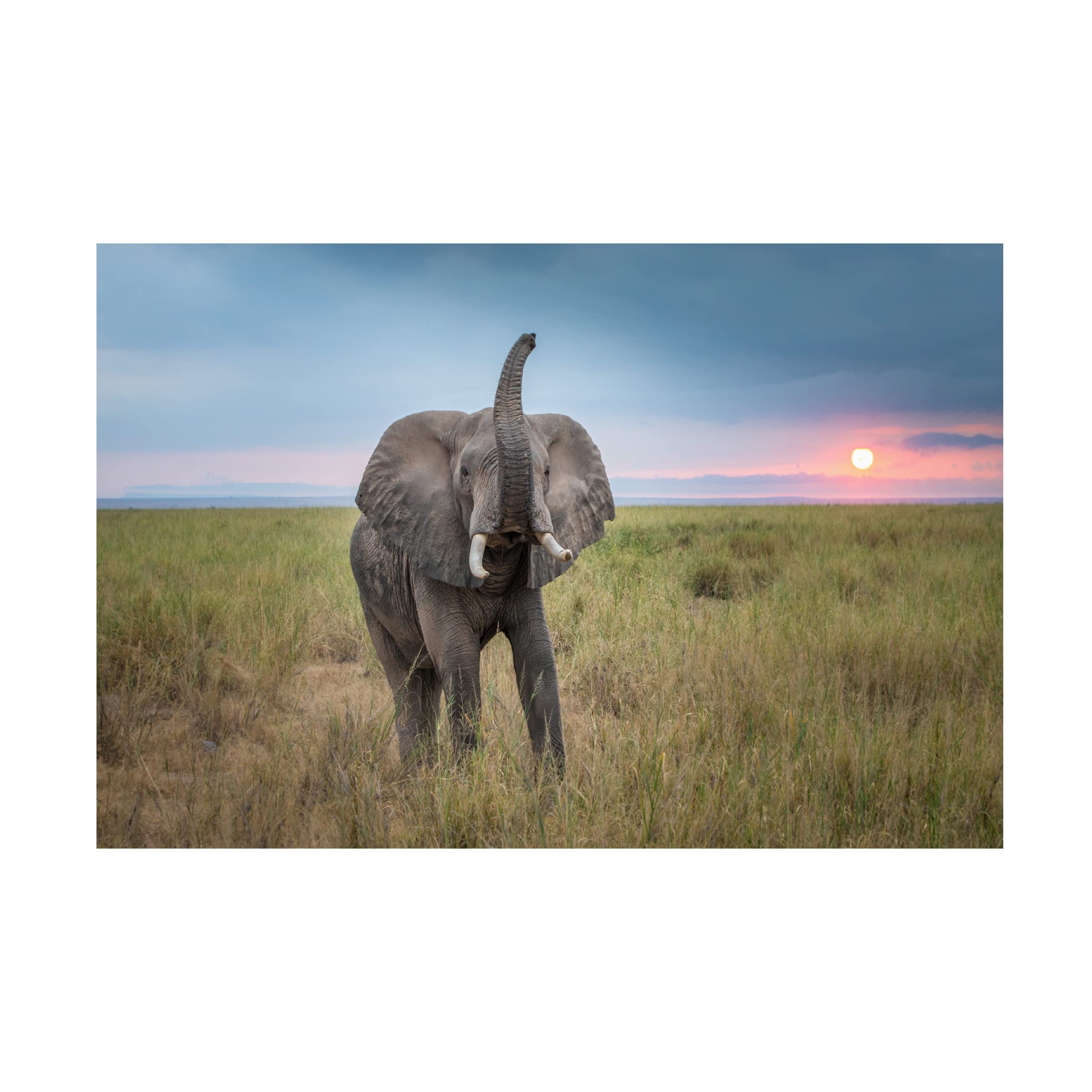 Trademark Fine Art 'King of the Domain' Canvas Wall Art by Jeffrey C. Sink - Modern Home Decor for Living Room, Office & Gaming Spaces
