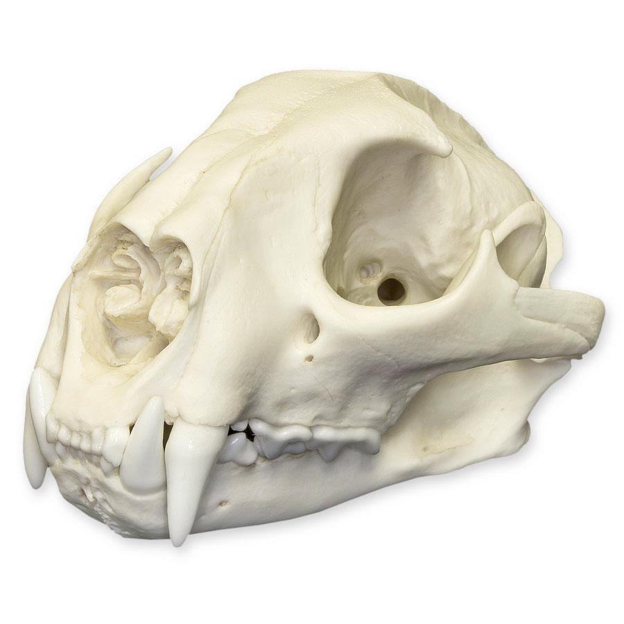 Authentic Replica Mountain Lion Skull - Male - Lifelike Home Decor, Educational Display & Wildlife Enthusiast Collection