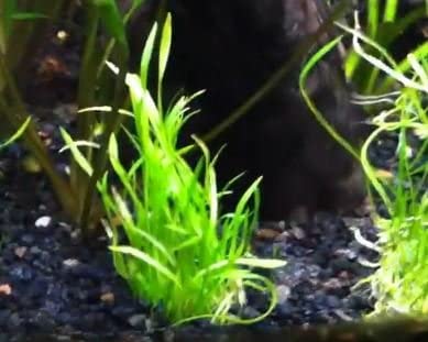 Premium Heirloom Garden Micro Sword (Lilaeopsis Novaezelandiae) Live Aquarium Plants - Freshwater Fish Tank Decor, Terrarium Kit & Indoor House Plants | Perfect for Aquascaping, Shrimp Tanks, and Water Garden Landscaping