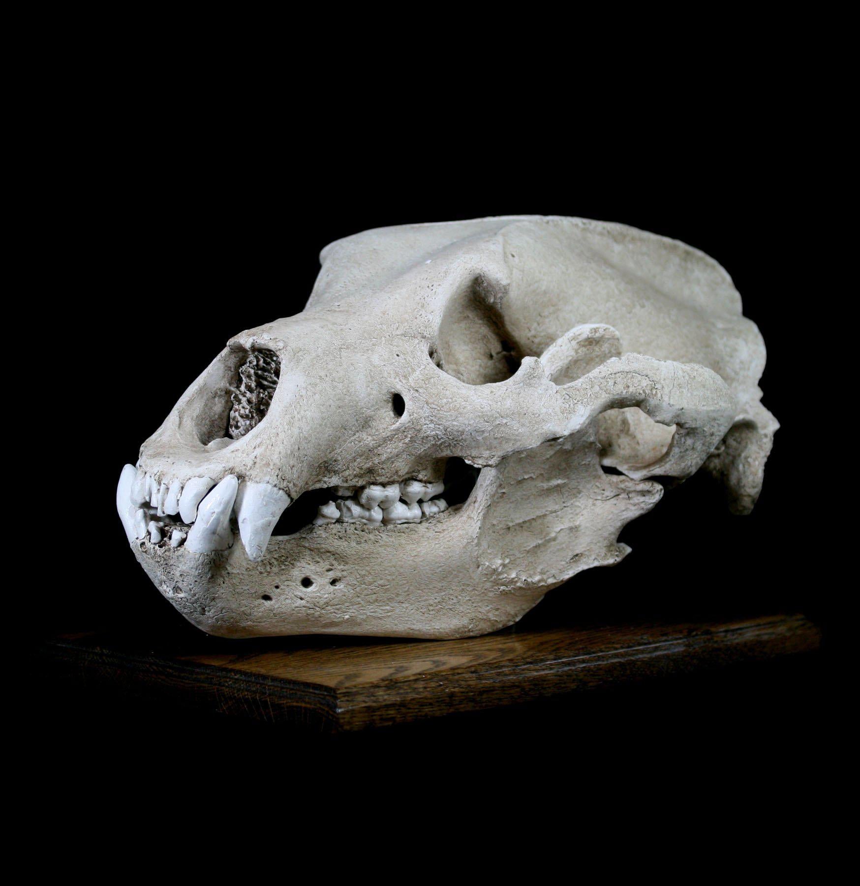 Authentic Grizzly Bear Skull Replica with Display Stand - Lifelike Taxidermy Decor for Home, Office, or Hunting Lodge - Perfect for Halloween, Cabin Decor, and Wildlife Enthusiasts