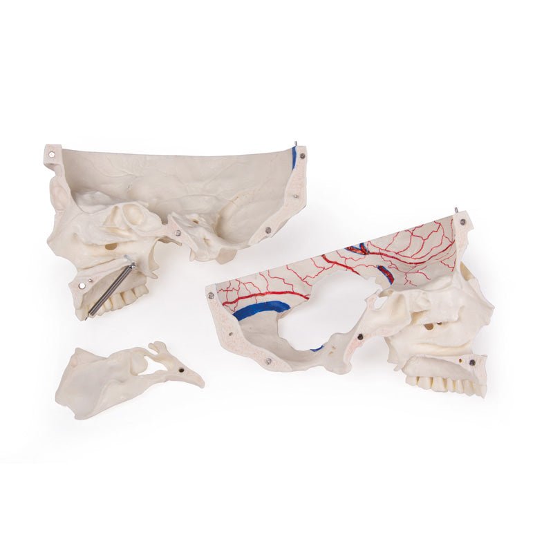 Premium 14-Part Deluxe Human Skull Model for Advanced Anatomy Studies - Ideal for Medical Students, Dentists & Science Classrooms