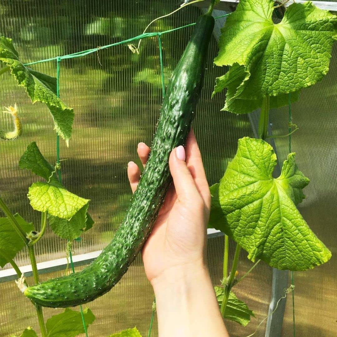 Premium Korean Cucumber Seeds for Planting - Non-GMO, 15 Seeds per Pack - Fresh Home Garden Vegetable Seeds for Salads, Pickling & Healthy Snacks