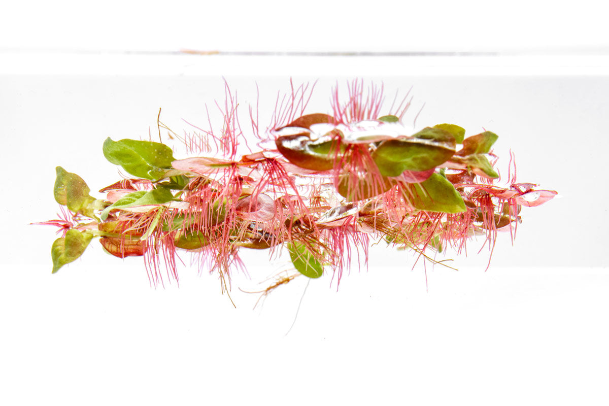 Phyllanthus Fluitans Red Root Floater - Live Aquatic Floating Plant for Ponds & Aquariums | Perfect for Water Gardens, Fish Tanks, and Natural Filtration