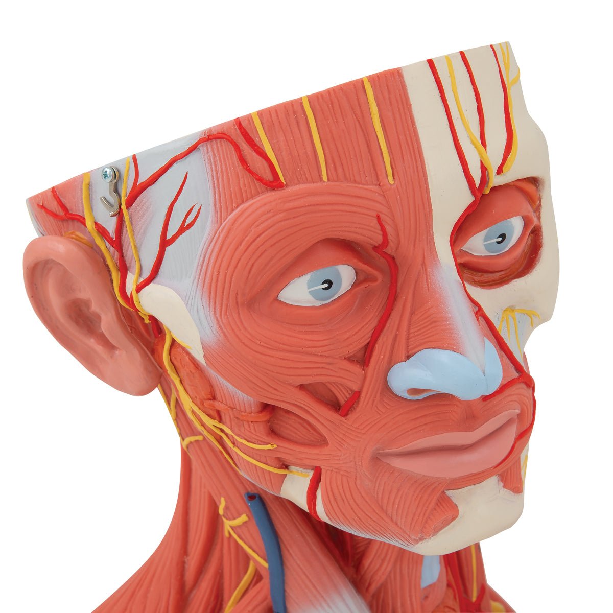 5-Part Human Head and Neck Musculature Anatomy Model - Detailed Medical Study Tool for Students, Doctors & Physical Therapists - Perfect for Classroom Demonstrations & Patient Education