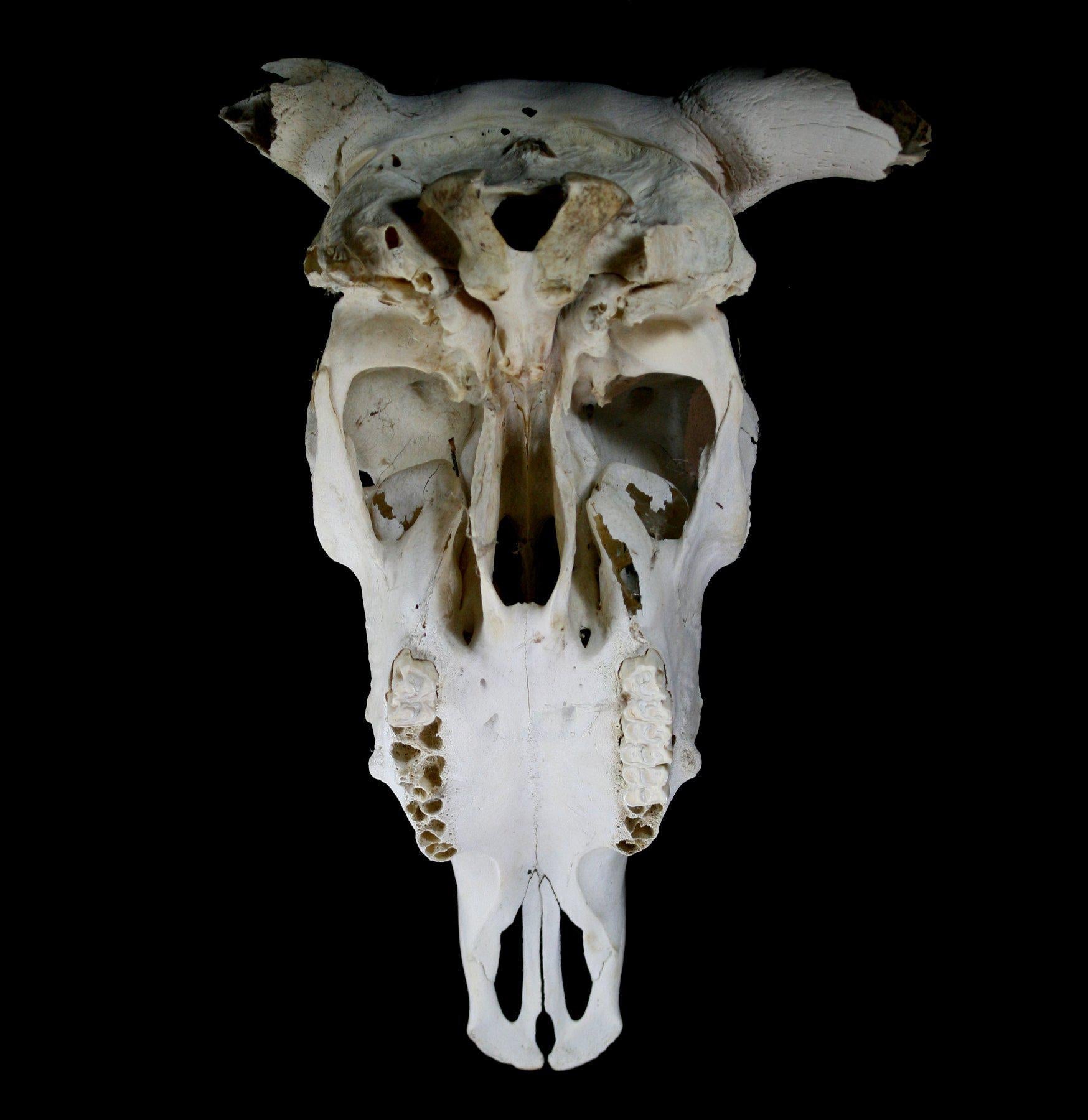 Authentic Longhorn Skull Decor - Western Cowboy Wall Art for Home, Bar & Ranch - Perfect for Rustic, Farmhouse & Texas-Themed Interior Design