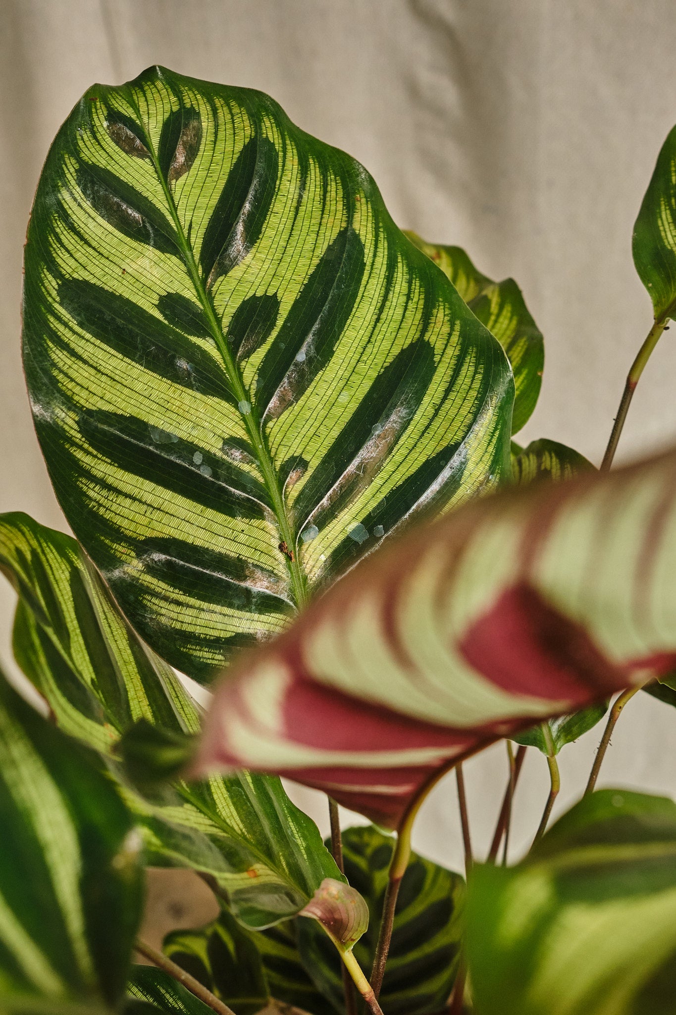Calathea Makoyana - Peacock Prayer Plant - Live Indoor Houseplant for Home & Office Decor - Perfect for Low Light Spaces & Air Purification