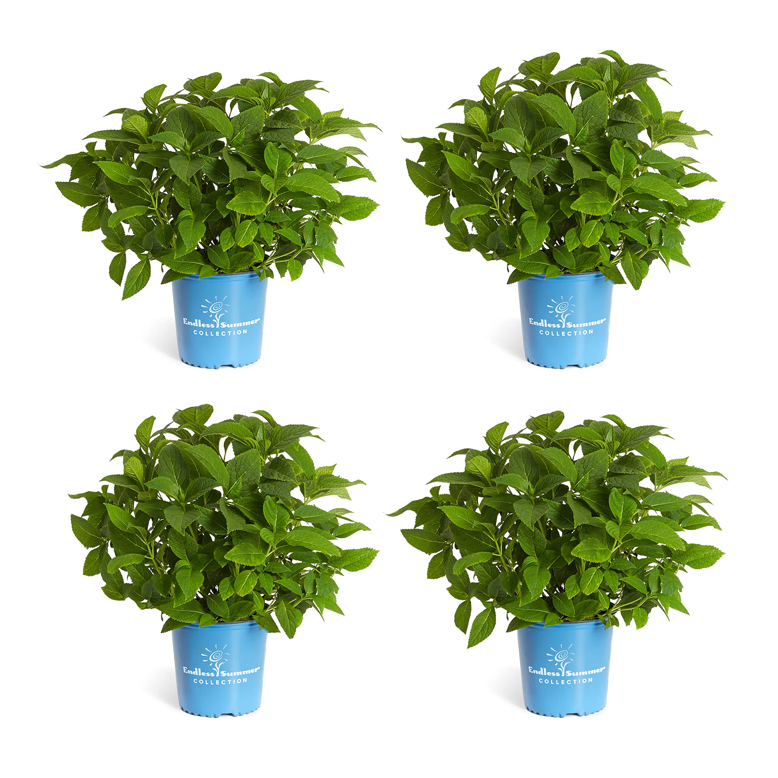 Brighter Blooms Endless Summer® Hydrangea Shrub - 4 Live Plants in 2 Gallon Pots | Large Blue & Pink Flowering Bushes for Garden Landscaping, Patio Decor & Outdoor Wedding Arrangements