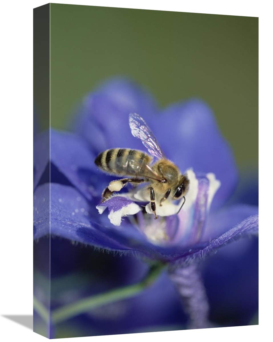 Honey Bee Gathering Pollen from Flower Canvas Wall Art - 12x18 Inches - Nature Inspired Home Decor for Living Room, Bedroom & Office
