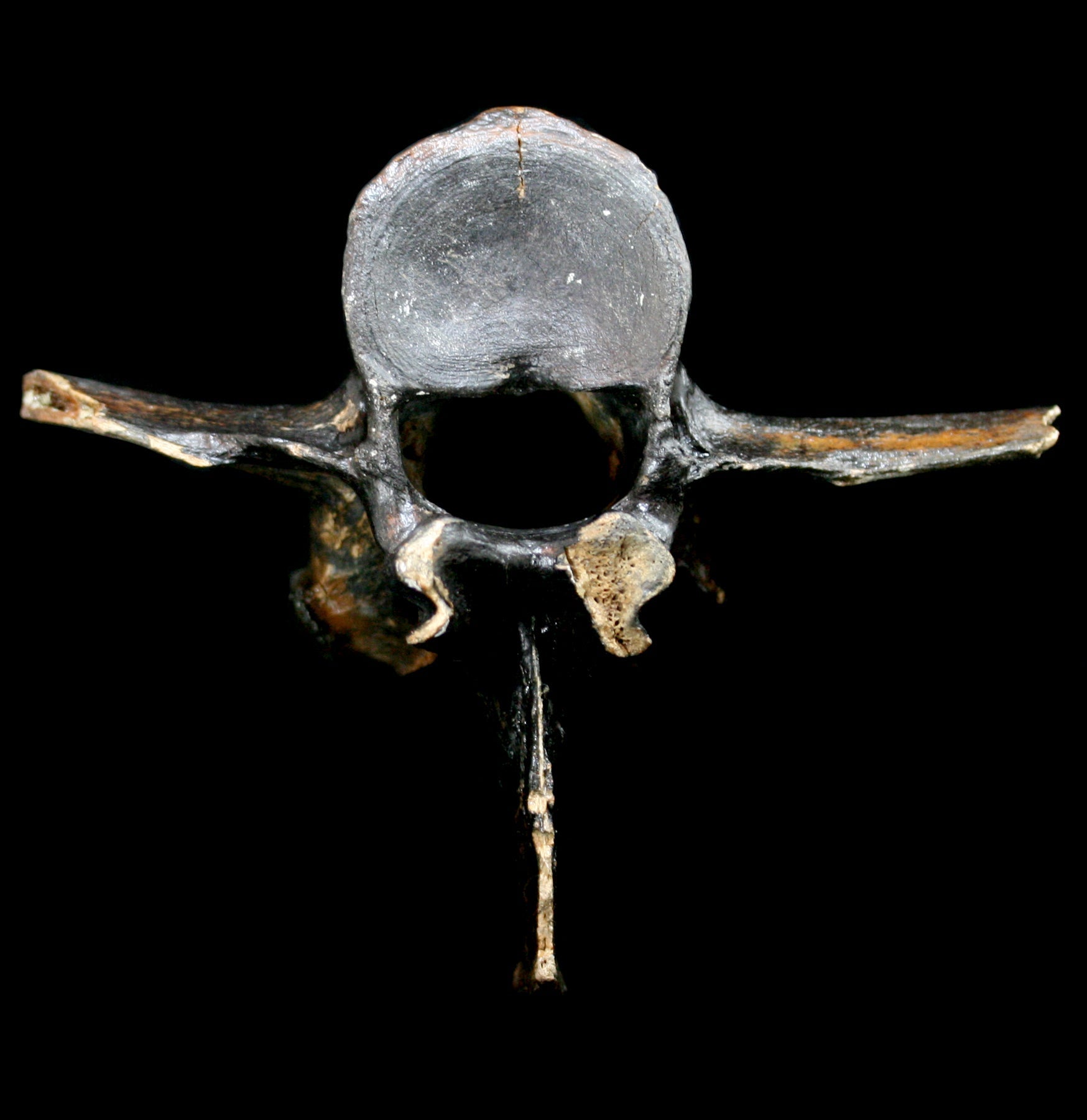 Fossilized Bison Vertebra - Genuine Prehistoric Fossil Specimen for Collectors, Paleontology Enthusiasts & Home Decor - Perfect for Science Displays, Educational Projects & Unique Gifts