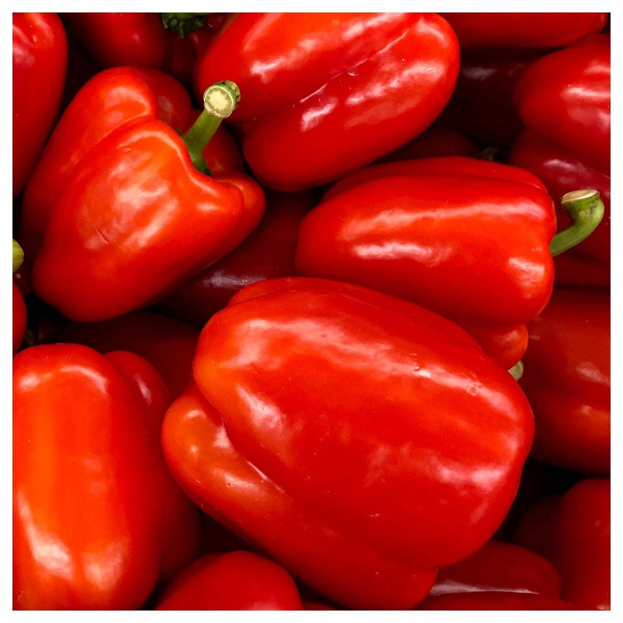 Organic California Wonder Sweet Pepper Seeds - 1/4 Lb Non-GMO Heirloom Vegetable Seeds for Planting - Perfect for Home Gardens, Greenhouses & Urban Farming