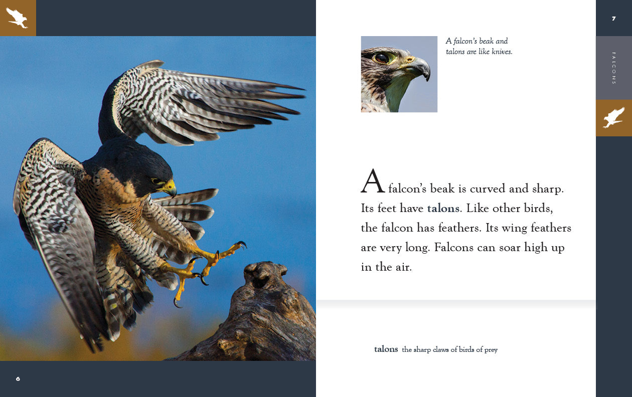 Falcons Book 9781640265639 - Wildlife & Nature Guide for Bird Lovers, Perfect for Outdoor Enthusiasts and Educational Use